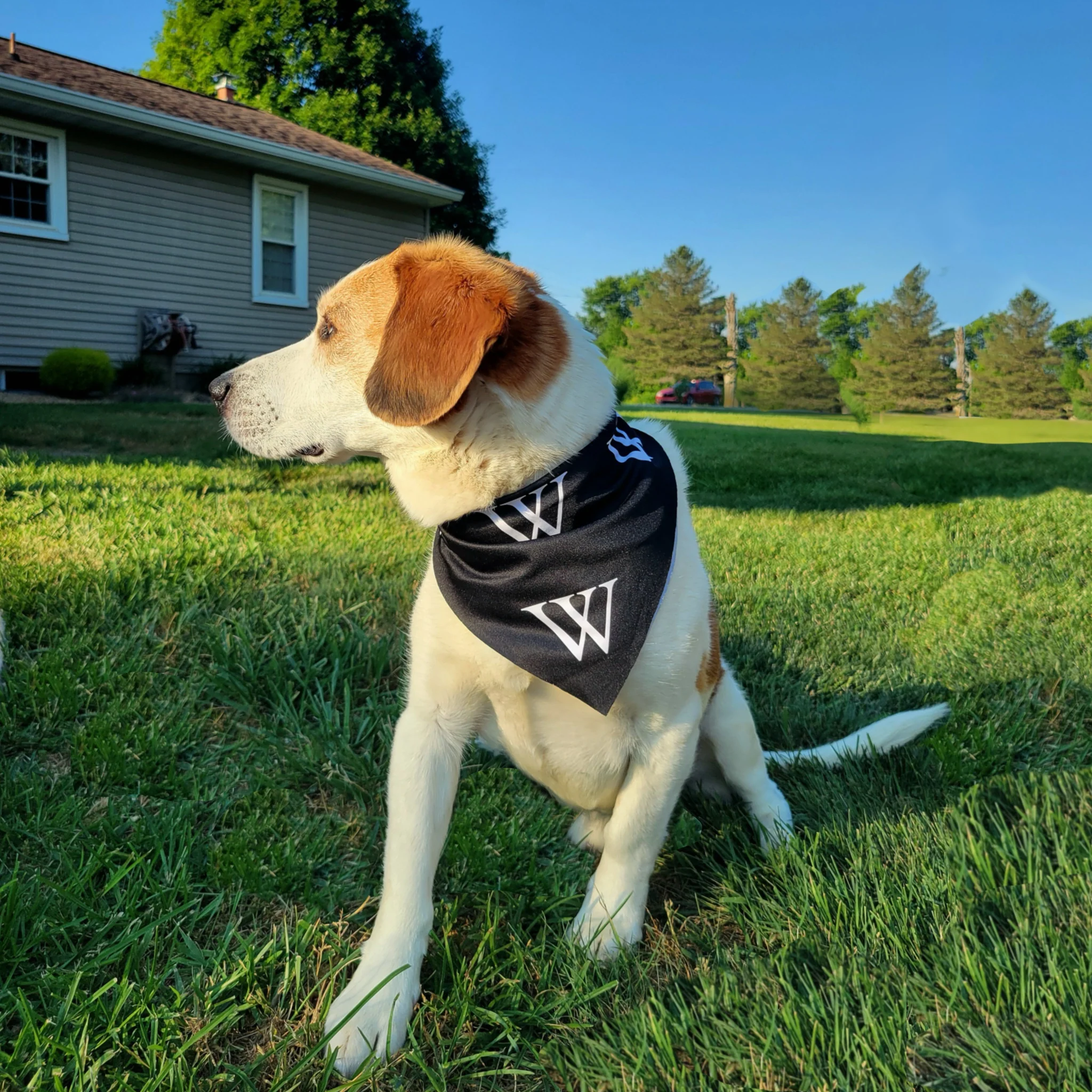 'W' Bandanas - Image 3