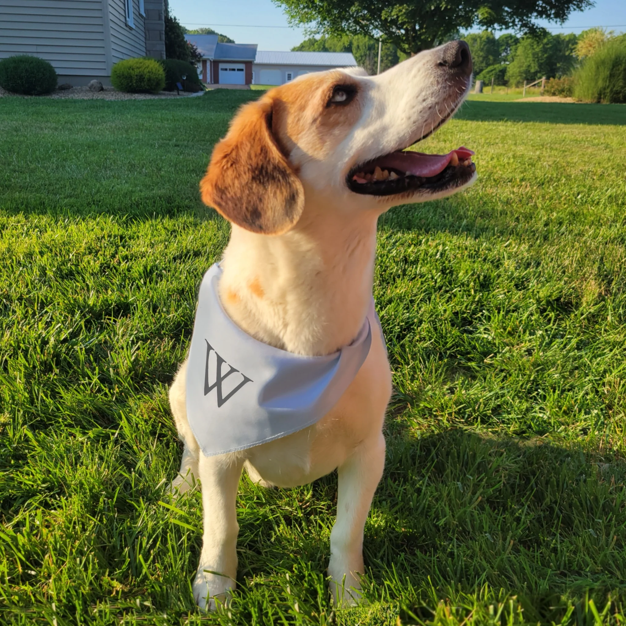 'W' Bandanas - Image 6